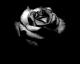 ~Rose~ avatar